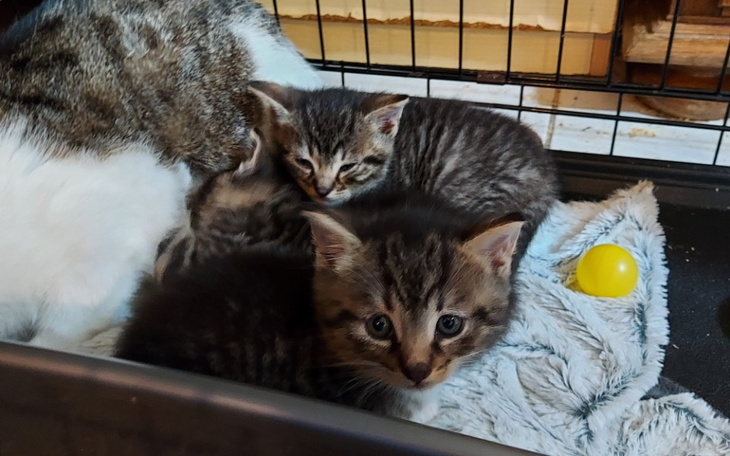 Zbiórka Na coś do mleczka dla bąbelków - zdjęcie główne