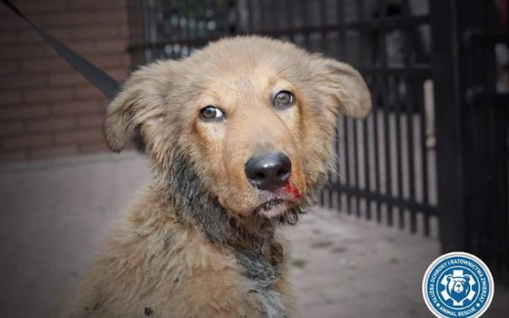 Zbiórka Ratujmy Misia - zdjęcie główne