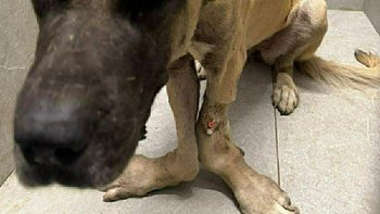 Zbiórka Jaka jest cena życia Aksy? - miniaturka zdjęcia