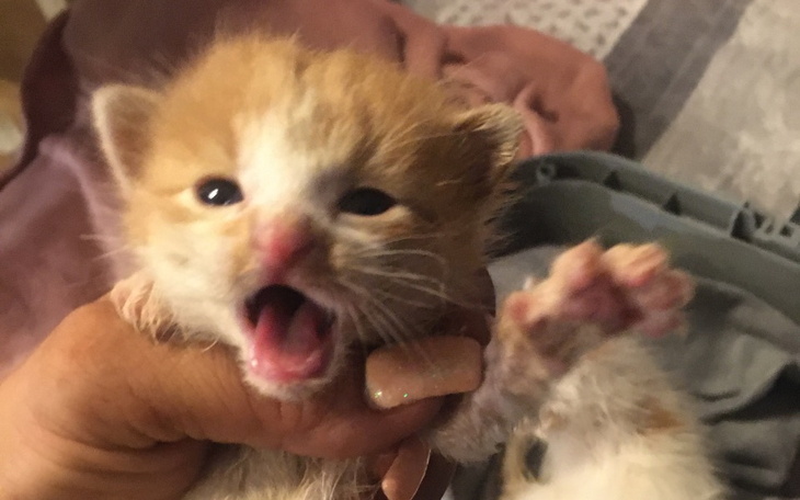 Zbiórka KociakiZRowuFakturyKarmaSOS - zdjęcie główne