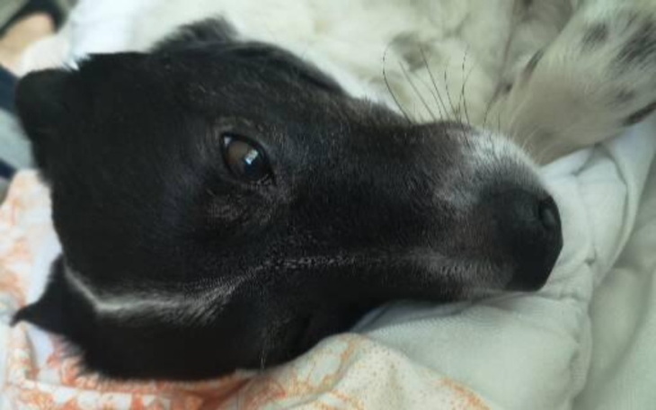 Zbiórka Koszty po operacji.Prosimy - zdjęcie główne