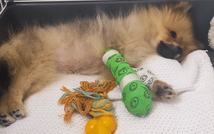 Zbiórka Na rehabilitację Daisy - zdjęcie główne