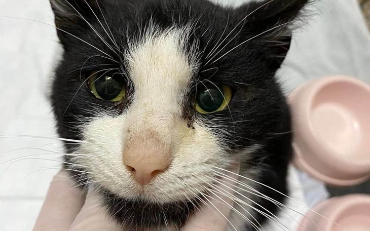 Zbiórka Na leczenie kotka Ciapka - zdjęcie główne