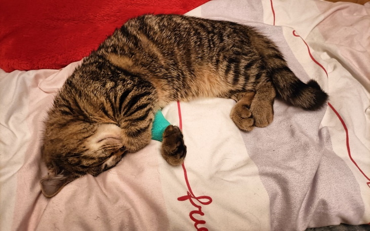 Zbiórka Karma dla kotka - zdjęcie główne