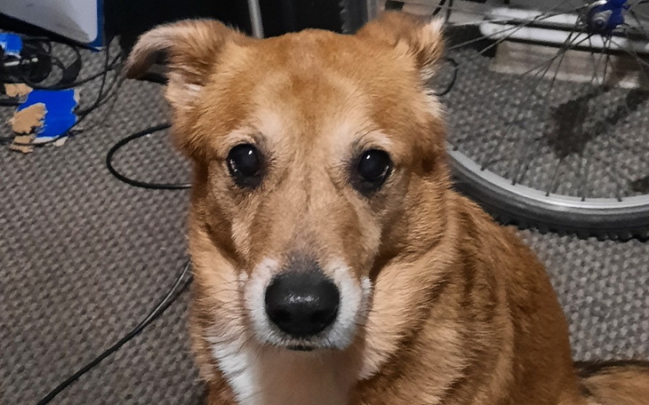 Zbiórka Piesek po stracie właścicielki - zdjęcie główne