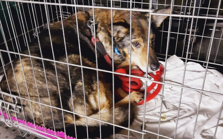 Pies w klatce, czeka na nowy dom i miłość.