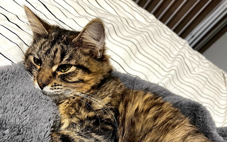 Zbiórka Wyleczmy razem Mirę - zdjęcie główne