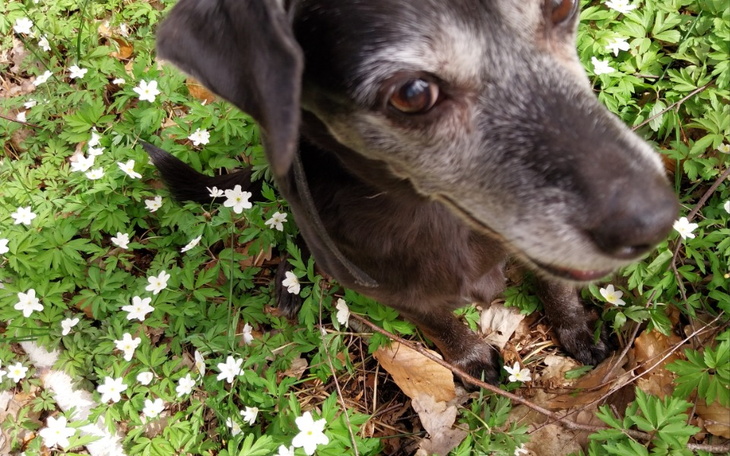 Zbiórka Dla miśki - zdjęcie główne