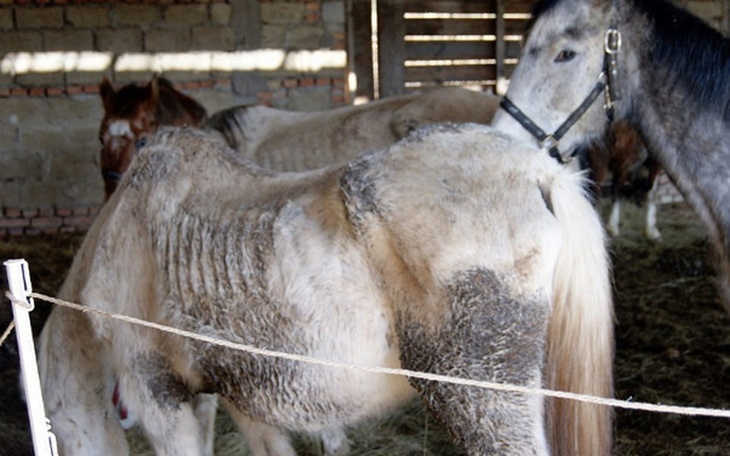 Zbiórka Zwierzęta z odzysku - zdjęcie główne