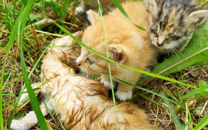 Zbiórka Uratuj Nas.. chcemy żyć - zdjęcie główne