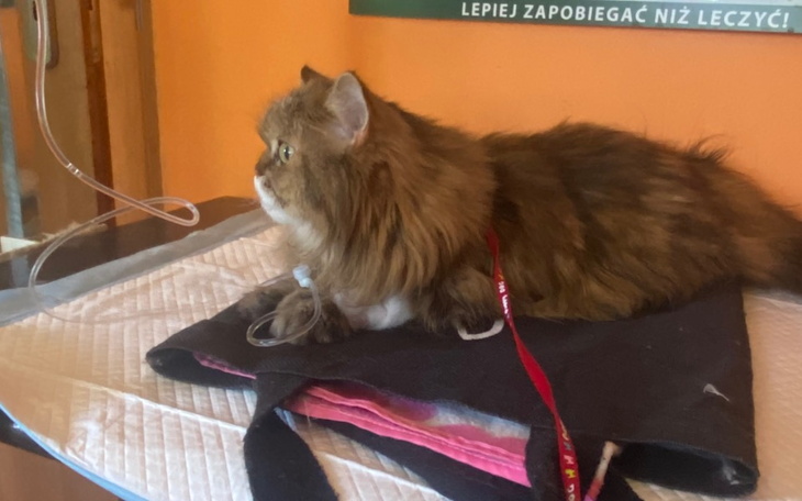 Zbiórka Leczenie Milusi - zdjęcie główne