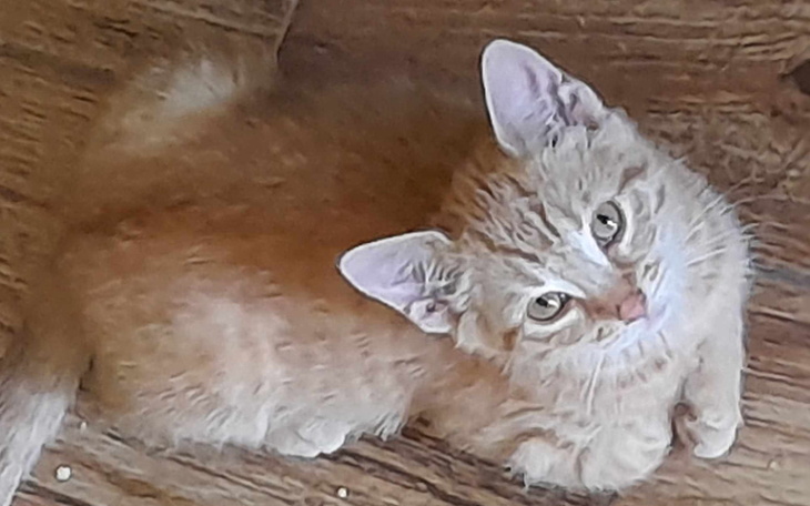 Zbiórka Na utrzymanie 8 maluszków. - zdjęcie główne