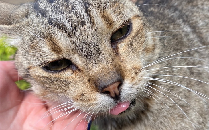 Zbiórka Zbiórka na chorego kitka - zdjęcie główne