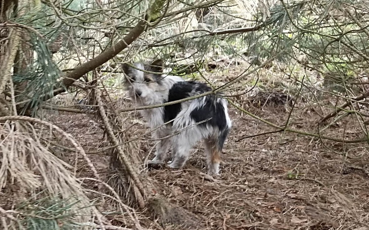 Zbiórka ŚLEPE SZCZENIAKI w lesie - zdjęcie główne
