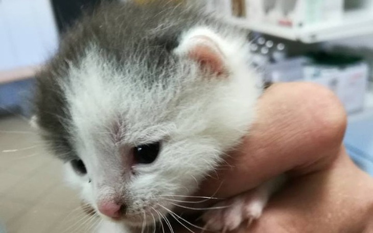 Zbiórka Kociaki pilnie potrzebują karmy! - zdjęcie główne