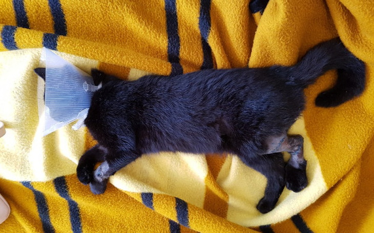 Zbiórka Pomoc dla Mambo - zdjęcie główne