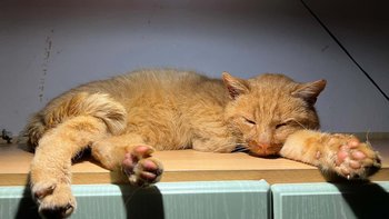 Zbiórka Mróz i białaczka Korka - miniaturka zdjęcia