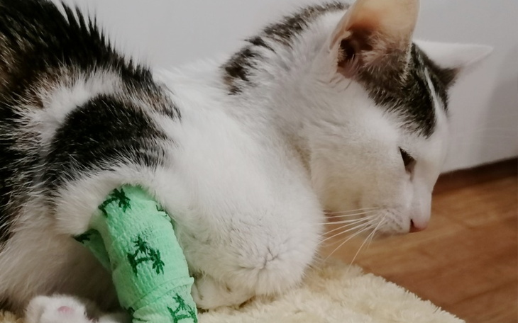 Zbiórka Nadzieja dla Serniczka - zdjęcie główne