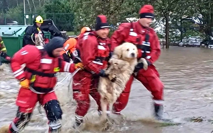Zbiórka SOS Bank Żywności dla Zwierząt - zdjęcie główne