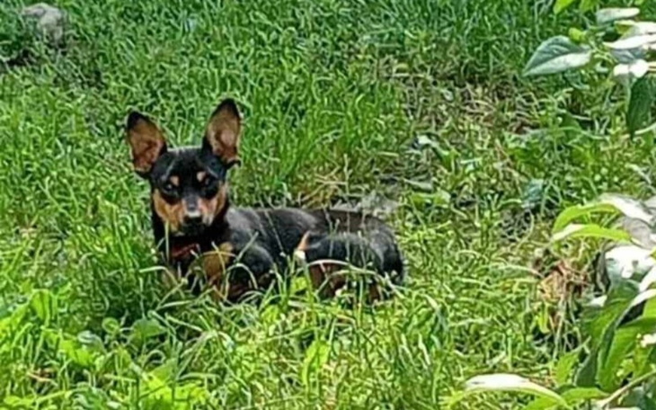 Zbiórka Nowe życie łańcuchowego malucha - zdjęcie główne