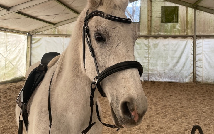 Zbiórka zabieg dentystyczny dla konia - zdjęcie główne