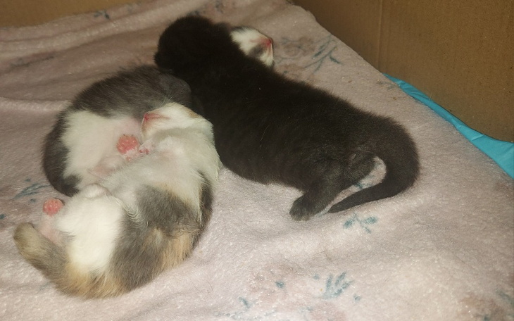 Zbiórka Pomoc dla kociąt i ich mamy - zdjęcie główne