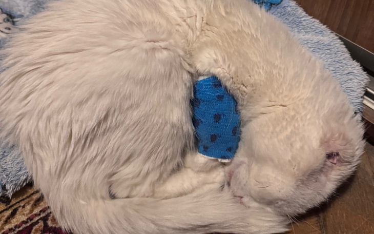 Kot w pozycji zwiniętej, z opatrunkiem na uchu.