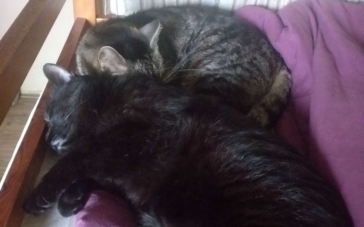 Dwa koty śpiące razem na łóżku.