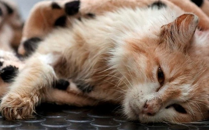 Zbiórka Kiełek nie ma już czasu - zdjęcie główne