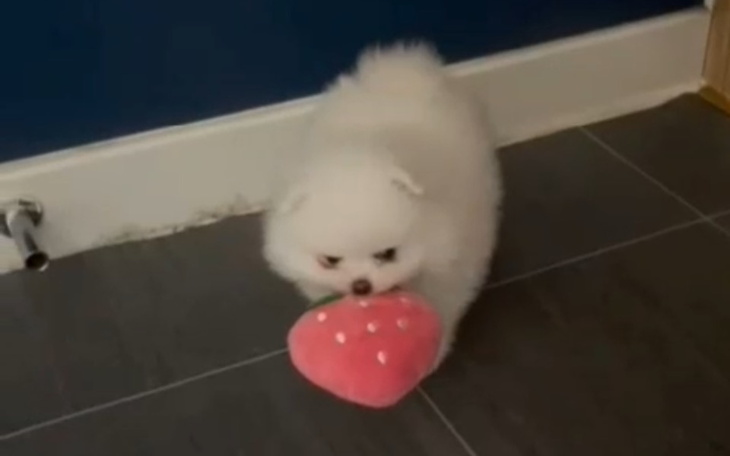 Zbiórka Wymarzony piesek od zawsze - zdjęcie główne