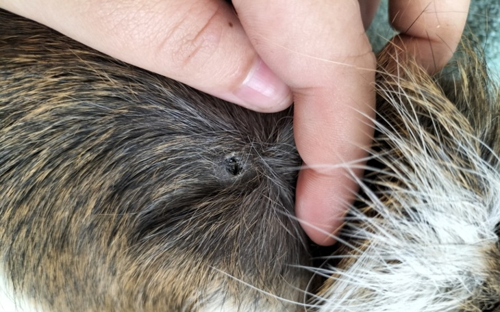 Zbiórka Usunięcie kaszaka świnki morskie - zdjęcie główne