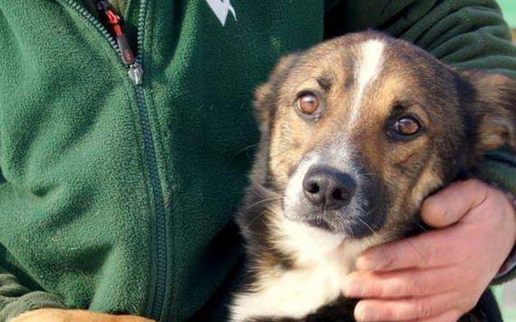 Zbiórka Schronisko dla zwierząt Reksio - zdjęcie główne