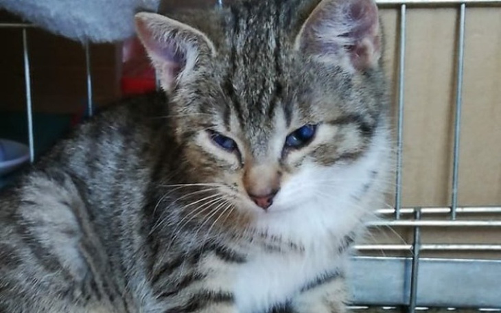 Zbiórka Opieka na serduszko Małgosi - zdjęcie główne