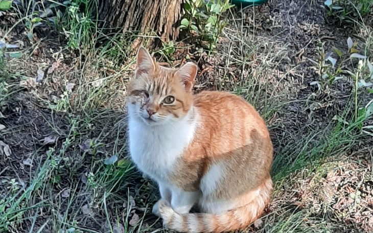 Zbiórka Pomoc dla kota Wojtusia - zdjęcie główne