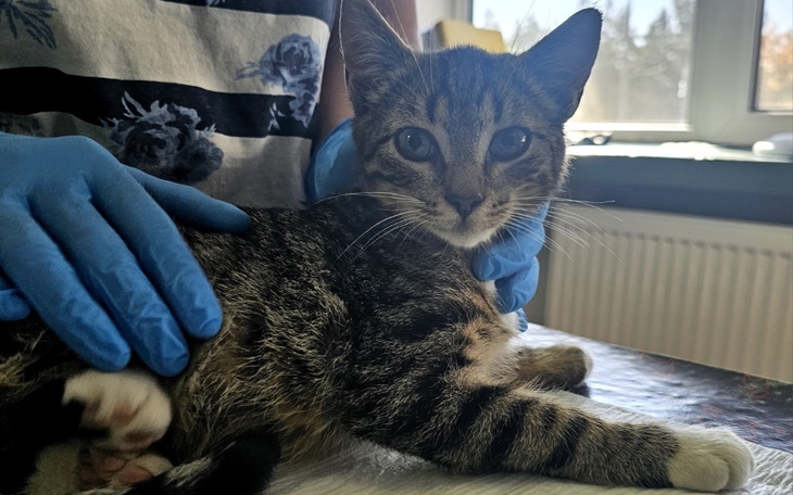 Kot leżący na stole, z wyraźnym spojrzeniem, w rękawiczkach ochronnych.