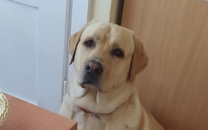 Labrador siedzący przy stole, z wyrazem smutku.