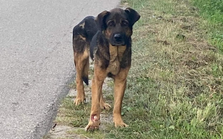 Zbiórka Molos spod Radomia - zdjęcie główne