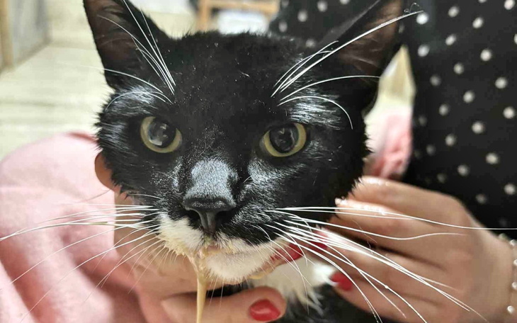 Czarny kot z długimi wąsami, trzymany przez osobę.