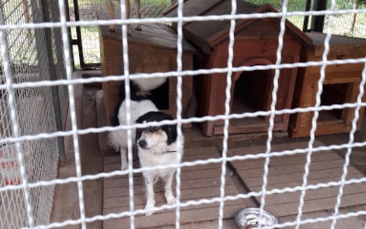 Zbiórka na psy i koty ze schronisk - zdjęcie główne