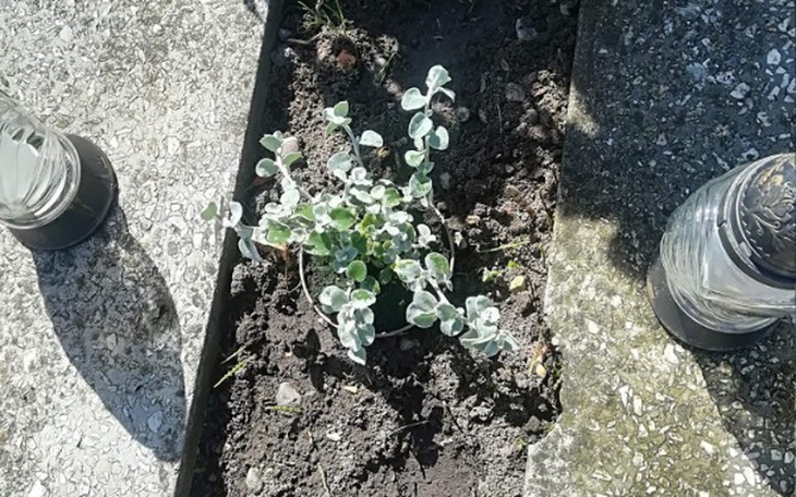 Zbiórka Nagrobek dla dziadka - zdjęcie główne