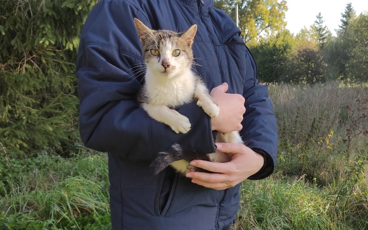 Zbiórka Na leczenie i kennel dla Kropki - zdjęcie główne