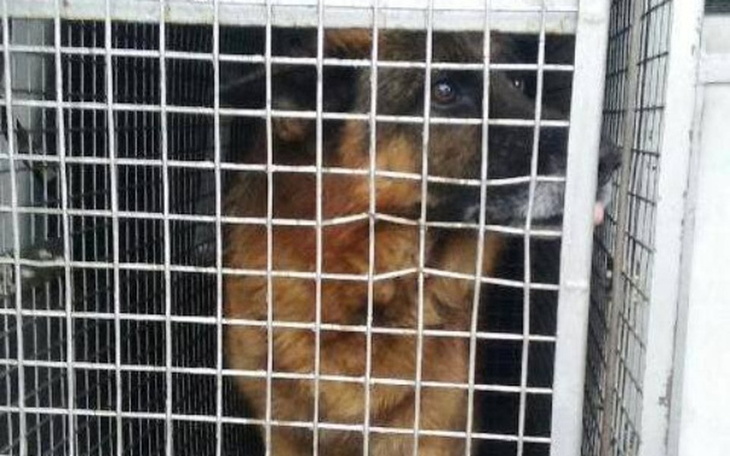 Zbiórka Ratujmy go z Kotlisk - zdjęcie główne