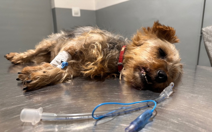 Zbiórka Leczenie zwierząt / wrzesień - zdjęcie główne