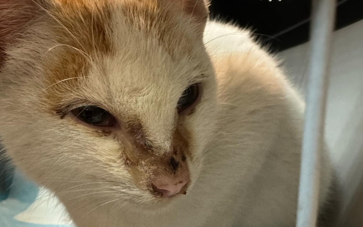 Zbiórka Na leczenie malutkiego Ptysia - zdjęcie główne