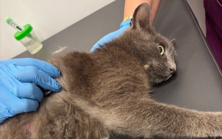 Kot na stole weterynaryjnym, z niepokojem w oczach.