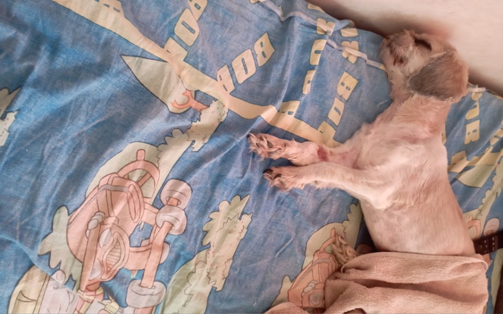 Zbiórka Leczenie mojego psa Hachiko - zdjęcie główne