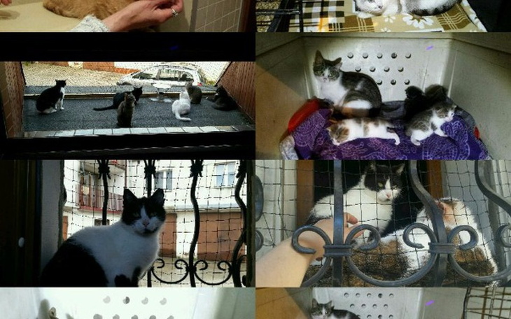 Zbiórka Dom tymczasowy KOTEŁKI - zdjęcie główne