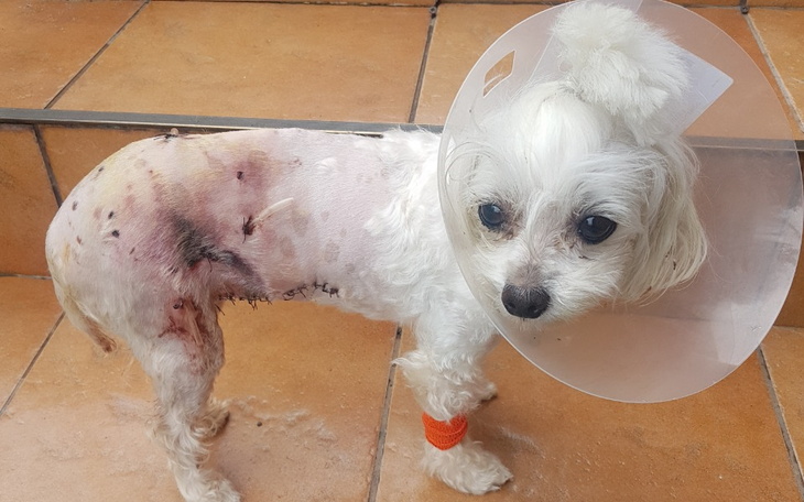 Zbiórka Pomoc dla Pestki - zdjęcie główne