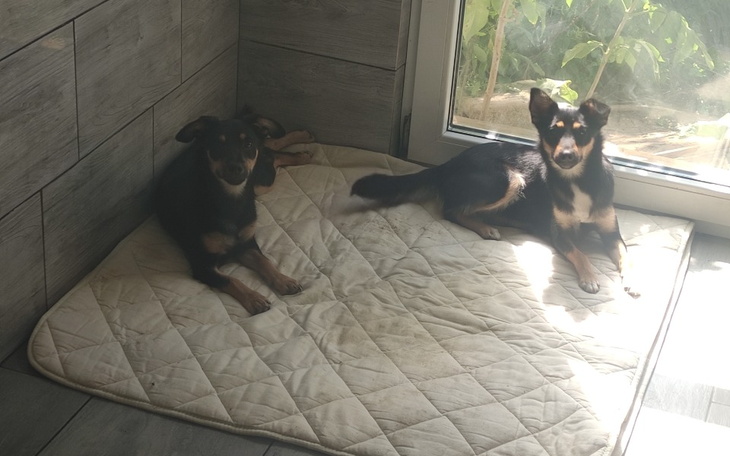 Dwa psy leżące na poduszce, w słonecznym pomieszczeniu.