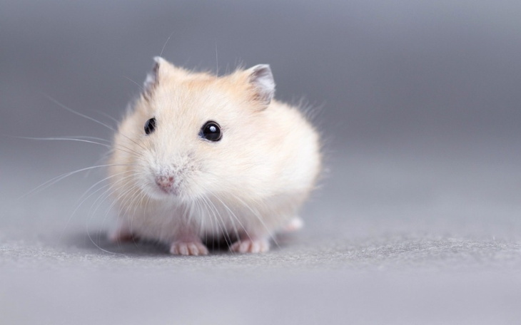 Zbiórka Zbiorka na nowego chomika - zdjęcie główne